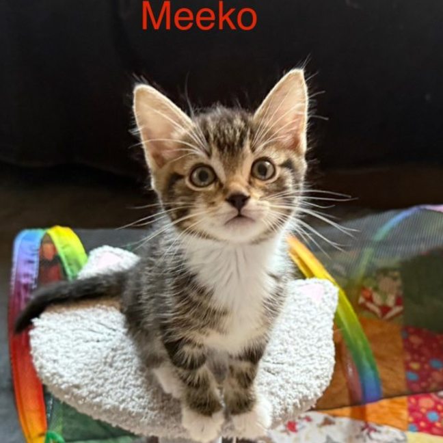 Photo of Meeko**2nd Chance Cat Rescue**
