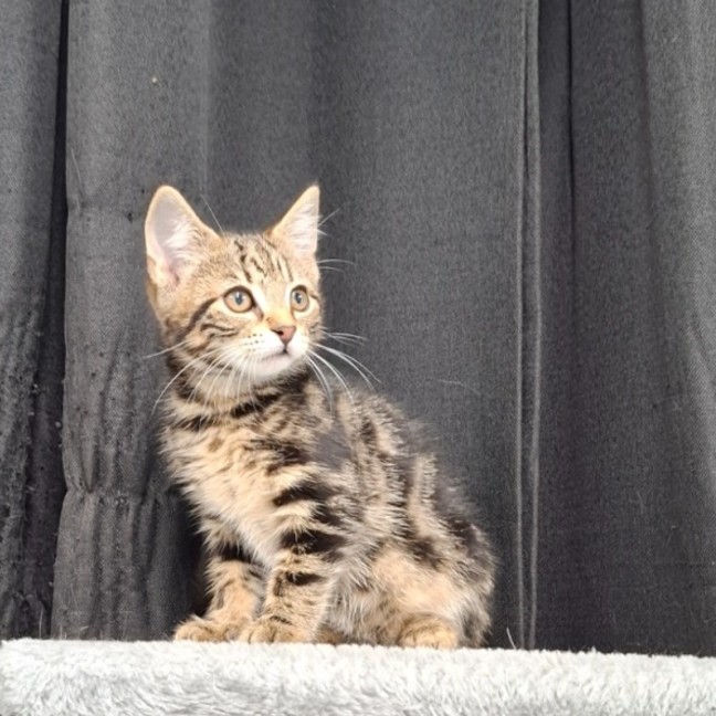 Photo of Cookie