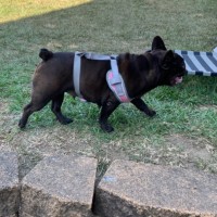 Photo of Stella 