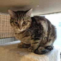 Photo of Ben **2nd Chance Cat Rescue**