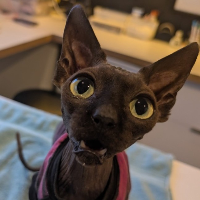 Photo of (Kat) Von D