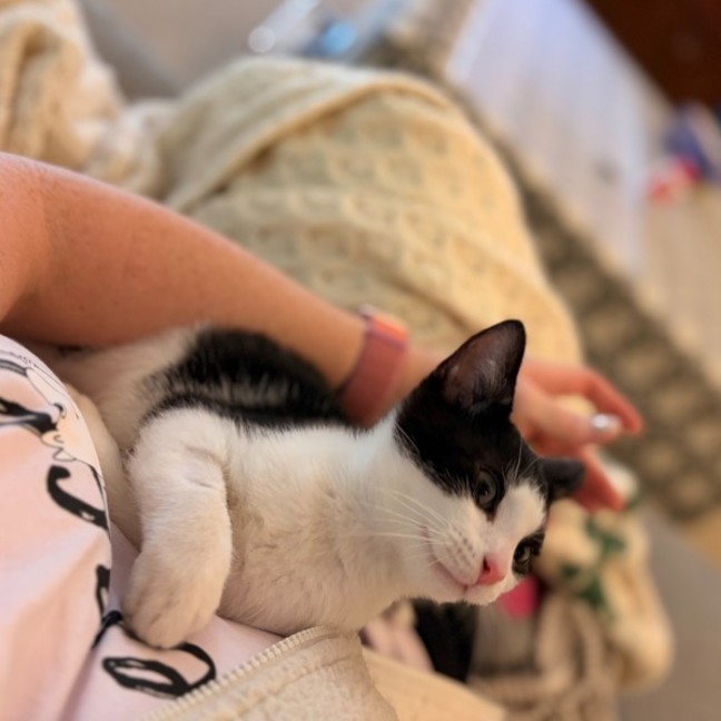 Photo of Domino