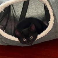 Photo of 🐈 Percy 🐈