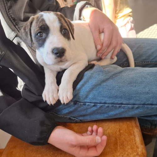 Emmylou - Irish Wolfhound x Mastiff Dog