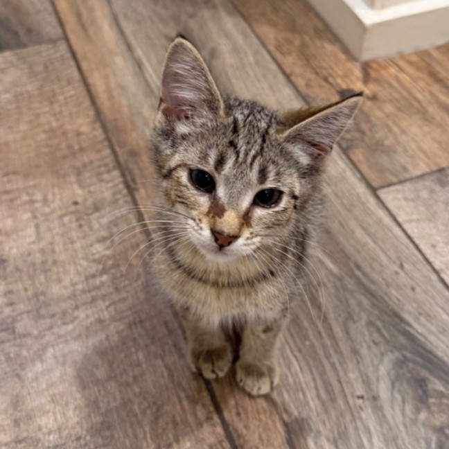 Photo of Noodle Svetlana