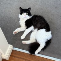 Photo of Oreo  Meet Me @ Petstock Prahran!