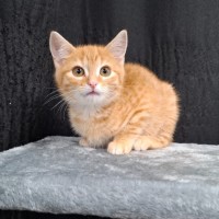 Photo of Ozzie
