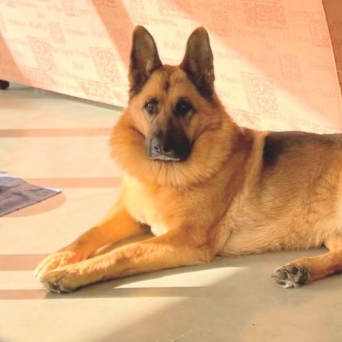 Lady - German Shepherd Dog