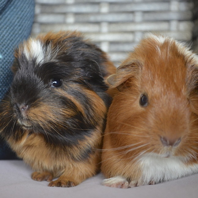 Photo of Tumbles And Rumbles