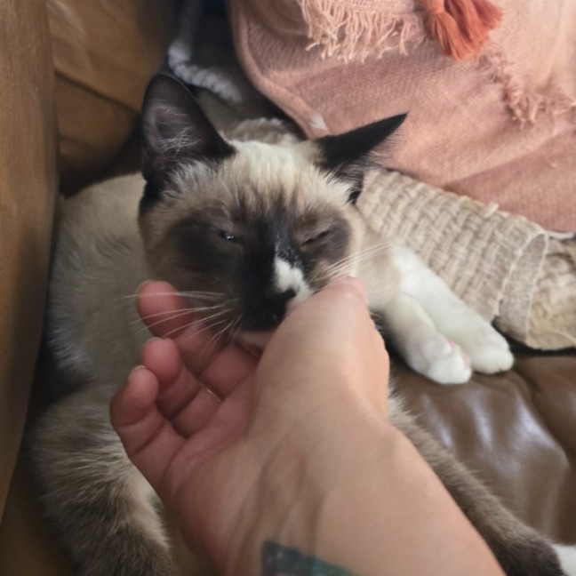 Photo of 🤎 Dash 🤎