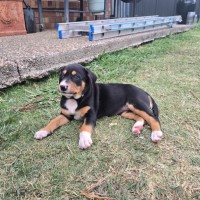 Photo of Koa