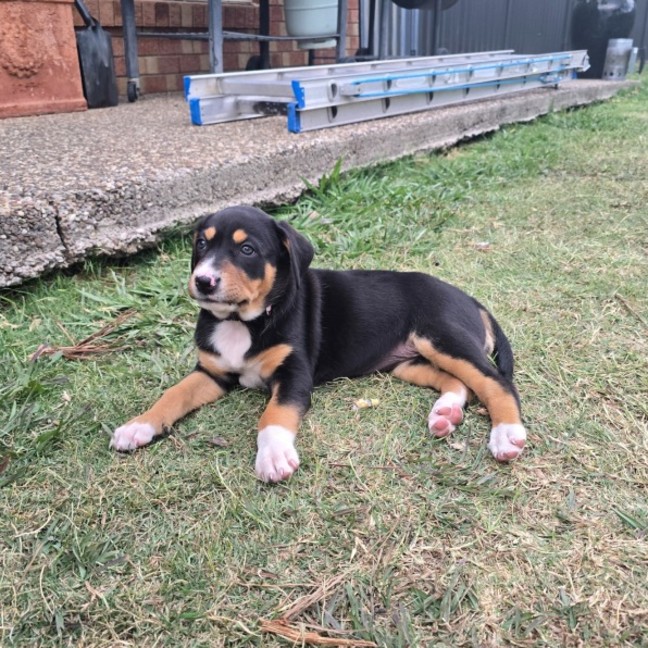 Photo of Koa