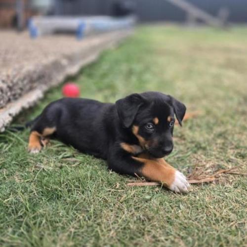Arbour - Australian Kelpie x Border Collie Dog