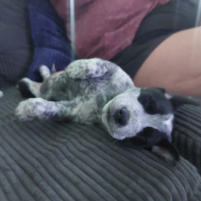 Photo of Juno