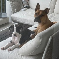 Photo of Chicken Pot Pie