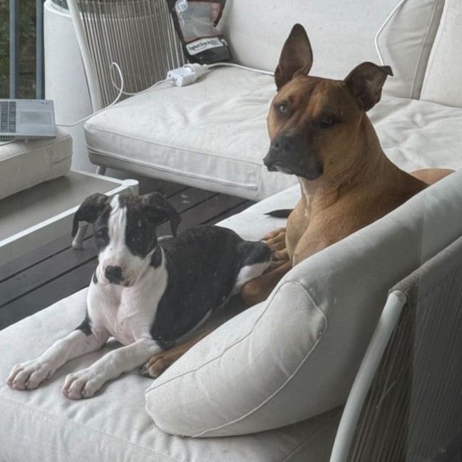 Photo of Chicken Pot Pie