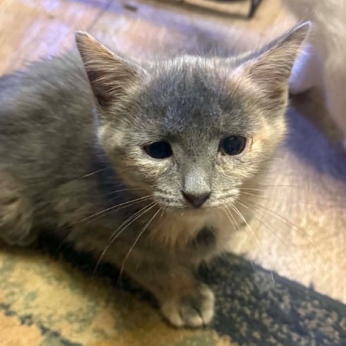 Baby & Blossom  - Domestic Short Hair (DSH) Cat
