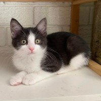 Photo of Cleopatra