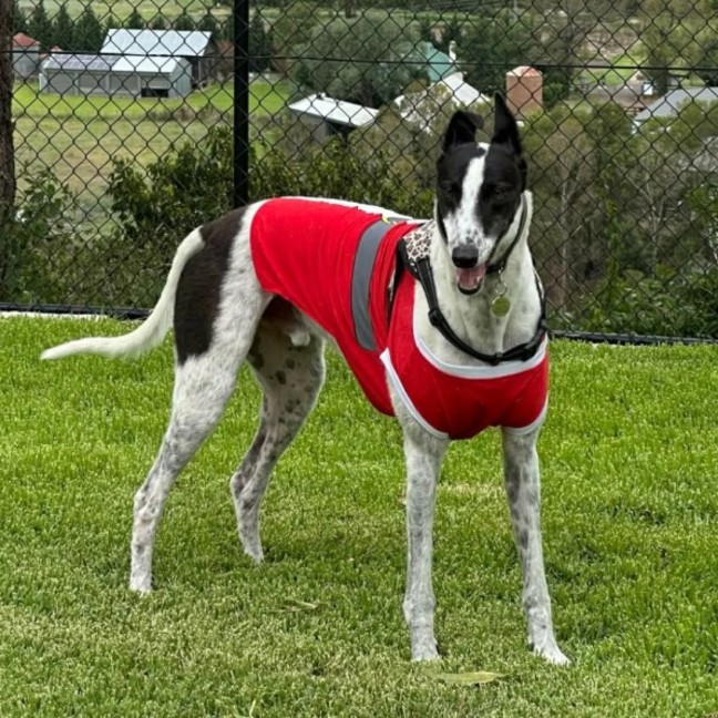 Photo of Maxie, The Greyhound