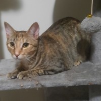 Photo of Mitsuri