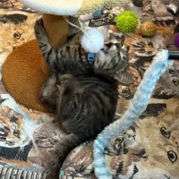 Photo of Guri**2nd Chance Cat Rescue**