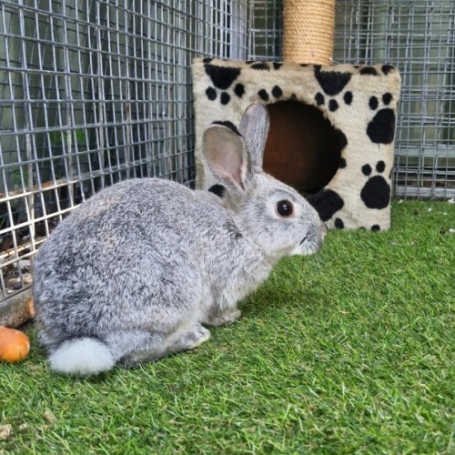 Judy Hopps - Netherland Dwarf Rabbit