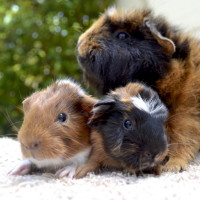 Photo of Tumbles And Rumbles