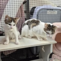 Photo of Rasha **2nd Chance Cat Rescue**