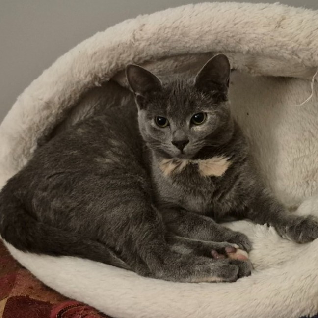 Photo of Schimmerfell ** 2nd Chance Cat Rescue**