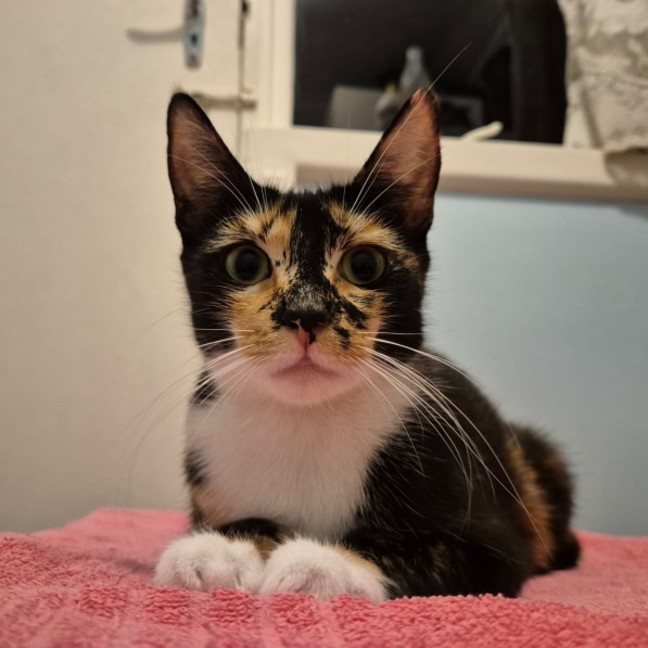 Photo of 🤎 Nutmeg 🤎