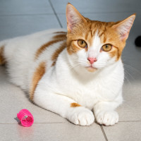 Photo of Prada