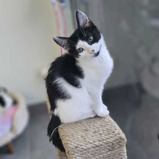 Photo of Daisy