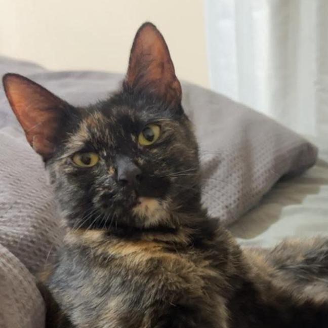 Photo of Trixie