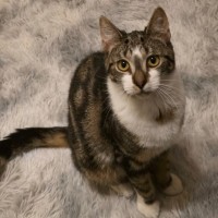 Photo of Romeo