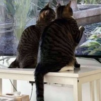 Photo of Alvin & Austin 