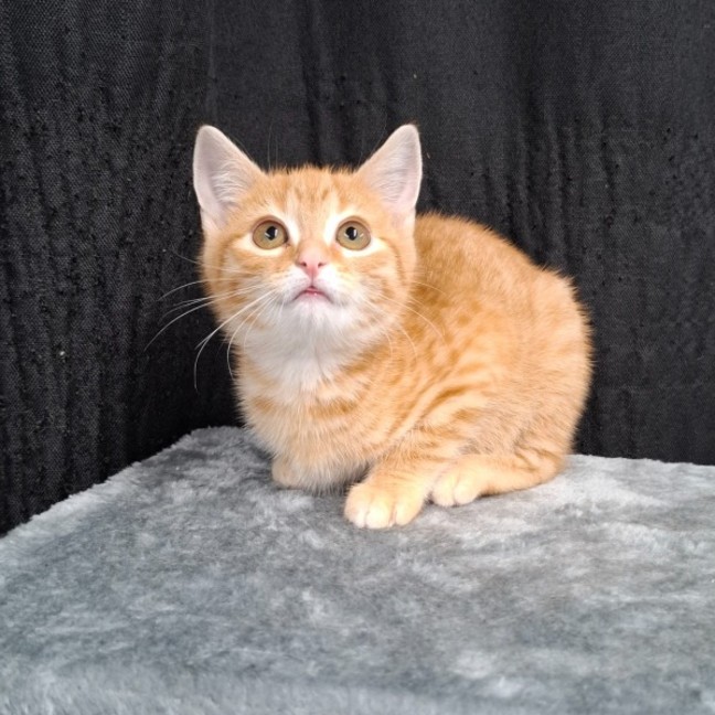 Photo of Ozzie