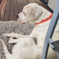 Photo of Boof