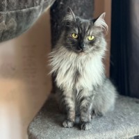 Photo of Smokey   Can Assist With Transporting To You