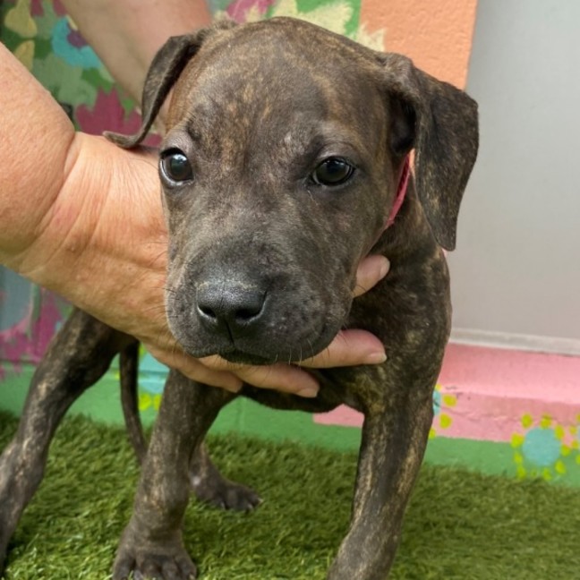 Photo of D1108 Mandy