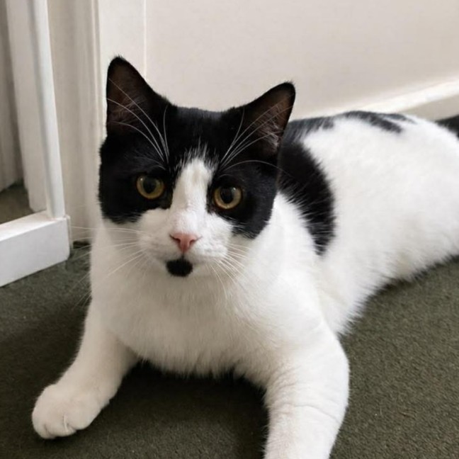 Photo of Domino 