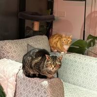 Photo of Kimchi & Bruno