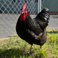 Photo of 🐓 Torino