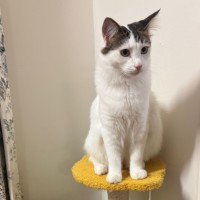 Photo of Sushi And Shibuya 