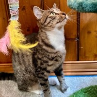 Photo of Fish   Located In Brunswick West