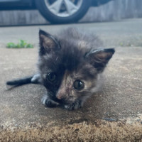 Photo of Bug