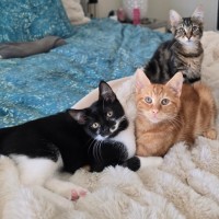 Photo of Alphie (Located In Wantirna South)