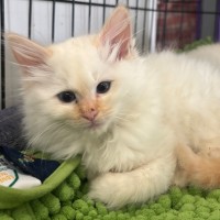 Photo of Merlot