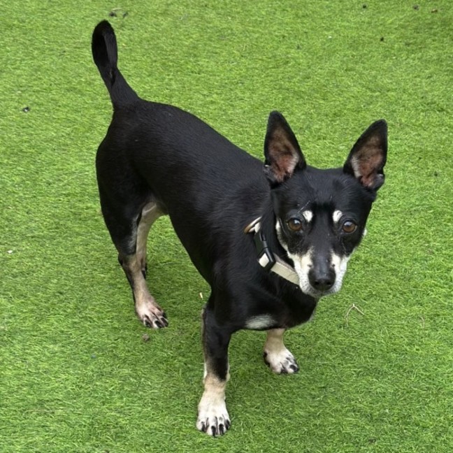 Photo of Alfie