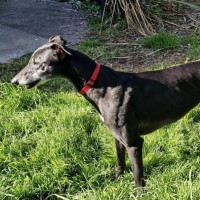 Photo of Zipping Indy