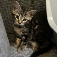 Photo of Nutella Storm 🍦 